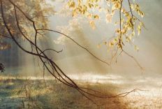 1180 Morning Sun Rays